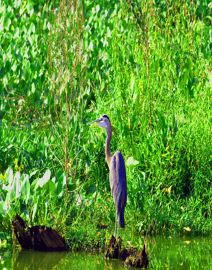 Blue Heron Painting - Father Time by Kim Blue Heron Painting - Father Time by Kim