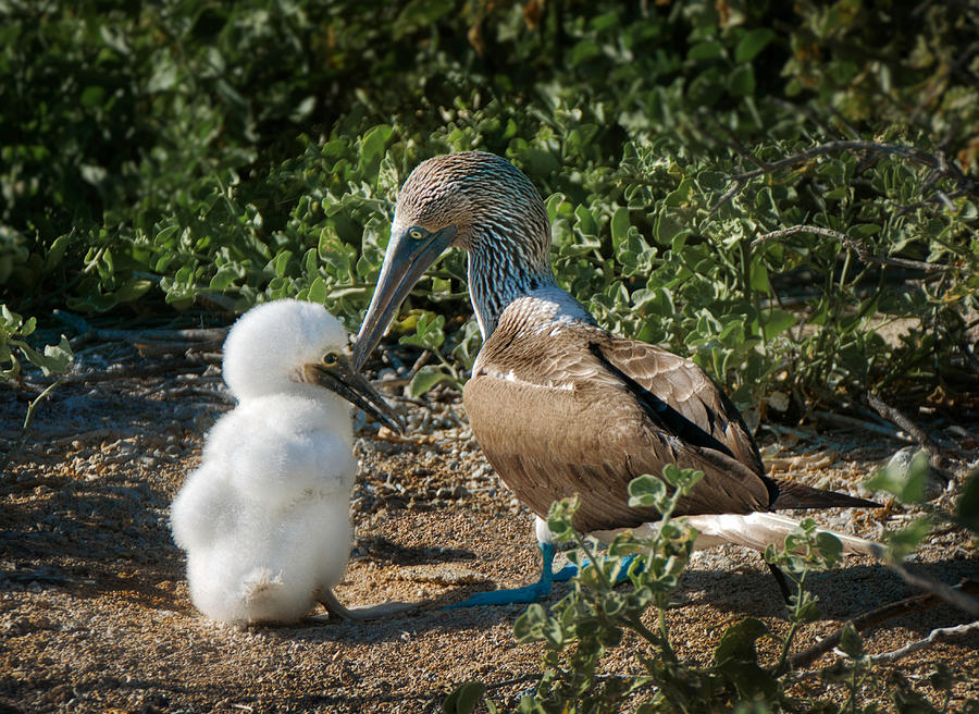 Bird Photograph - Fatherhood - Blue-Footed Booby Dad and Chick by Jane Selverstone