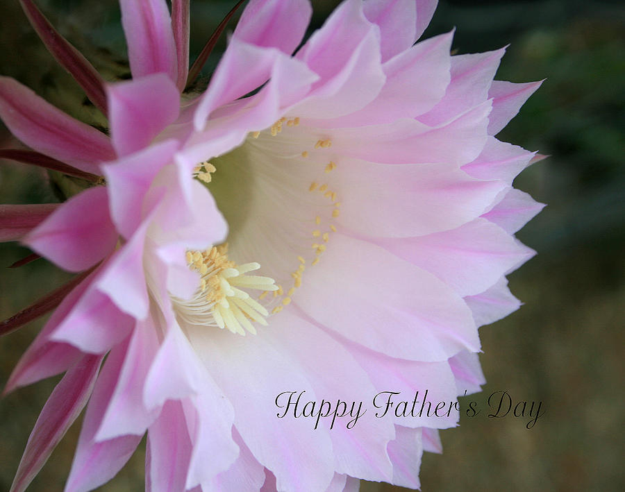 Fathers Day cactus Photograph by Marna Edwards Flavell