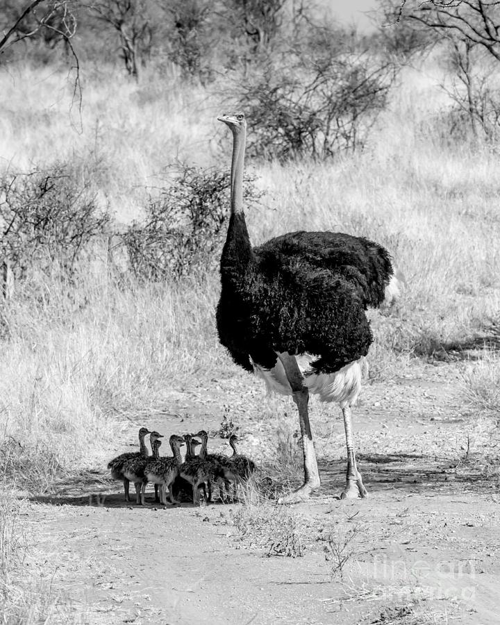 Ostrich Photograph - Fathers Day by Chris Scroggins