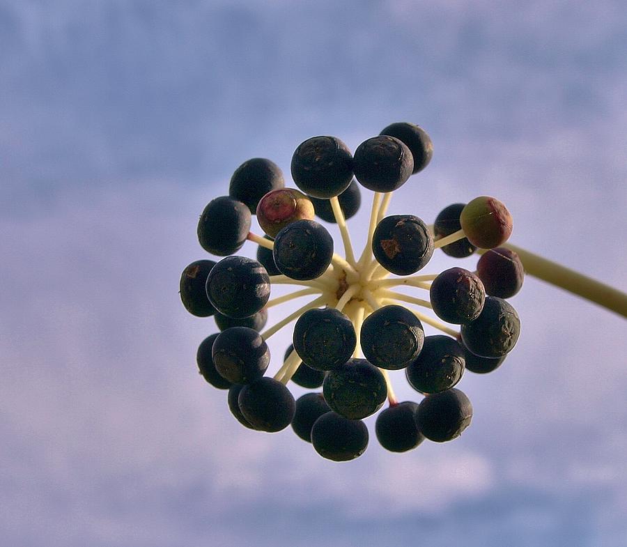 Fatsia Japonica Fruit Photograph by Richard Brookes