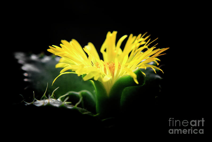 Faucaria tigerina Tigers Jaw Photograph by Charline Xia