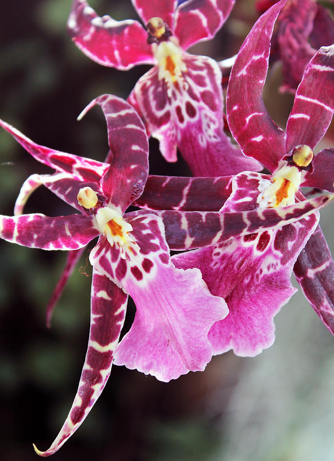 Orchid Photograph - Faux Octopus in Orchid by Picture tHis Imagination