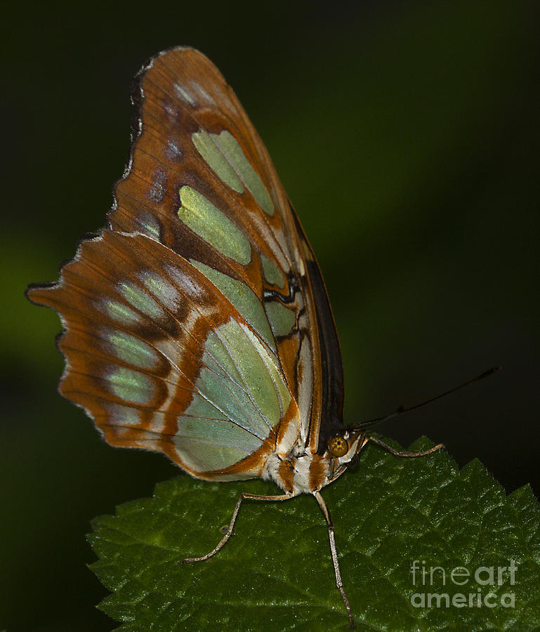 Nature Photograph - Favorite butterfly of them all by Ruth Jolly