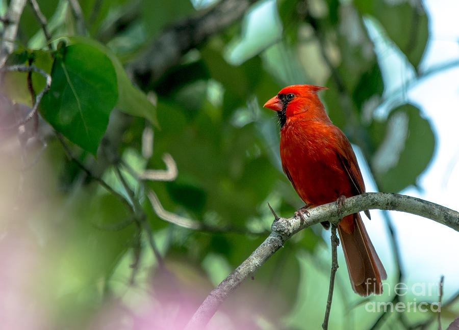 Favorite Cardinal Photograph by Cheryl Baxter