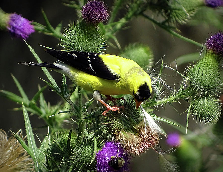 Favorite food of Goldfinch Photograph by Lilia D