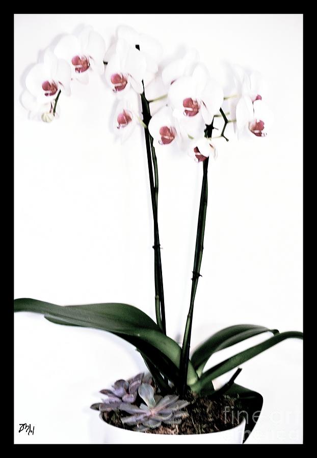 Favorite Gift of Orchids Photograph by Marsha Heiken