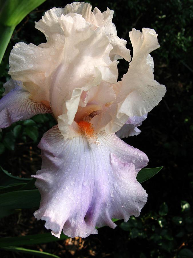 Favorite Iris Photograph by Carol Sweetwood