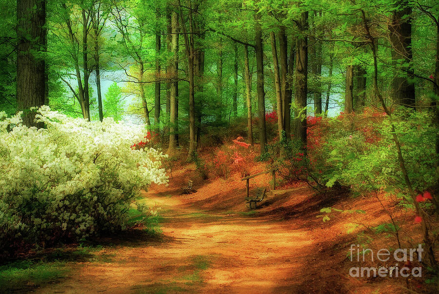 Spring Photograph - Favorite Path by Lois Bryan