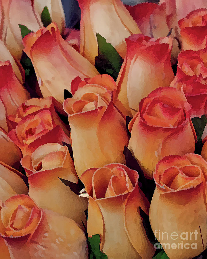 Favorite Roses by Michael Flood Favorite Roses by Michael Flood