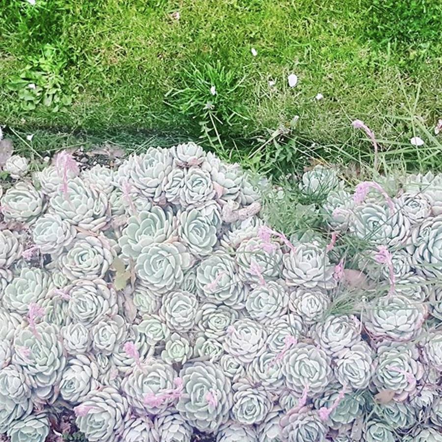 Succulent Photograph - Favourites Growing Outside A Flat Round by Natalie Anne
