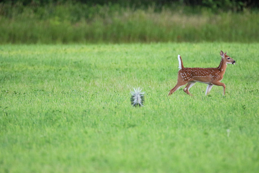 Fawn and Skunk Photograph by Brook Burling