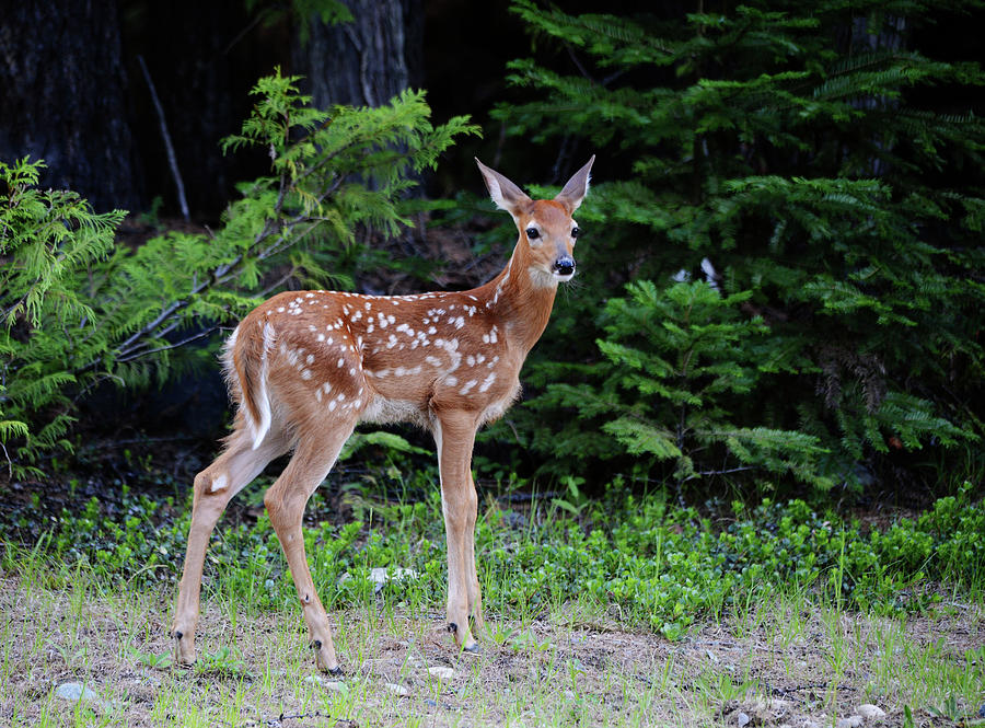 Fawn at Forest Edge Photograph by Whispering Peaks Photography