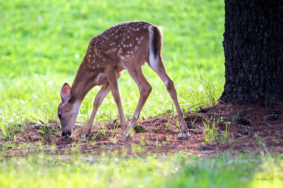 Fawn Back-lit Photograph by Brian Wallace