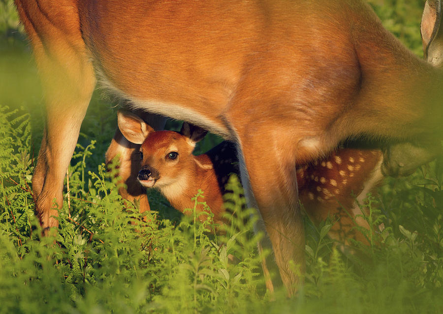 Fawn Below Photograph by Art Cole