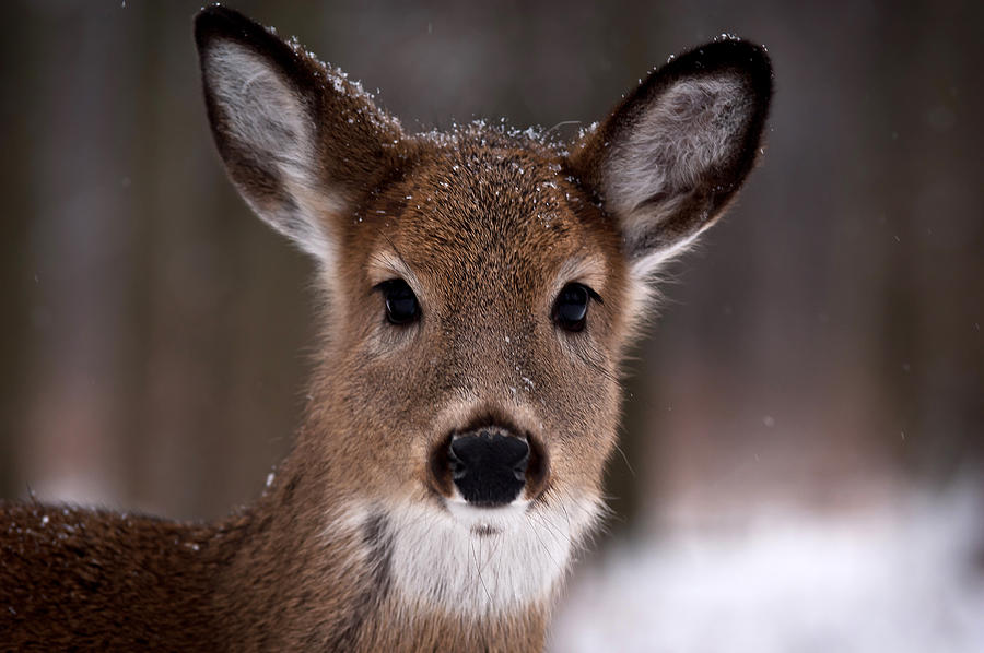 Deer Photograph - Fawn by Cale Best