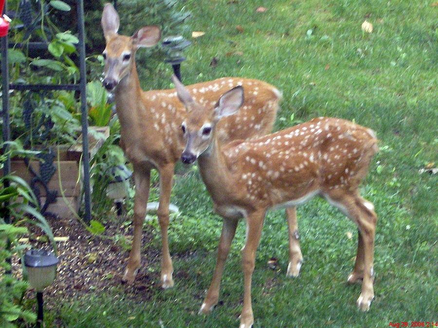 Fawn Deer Twins Digital Art by Janie Norris - Fine Art America