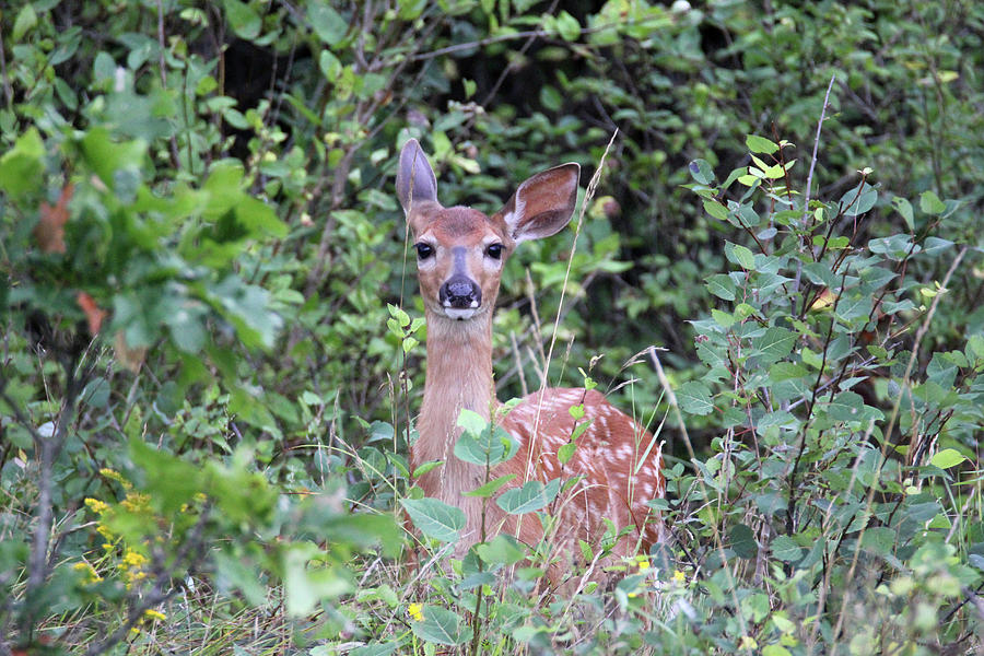 Fawn Ear Back Photograph by Brook Burling