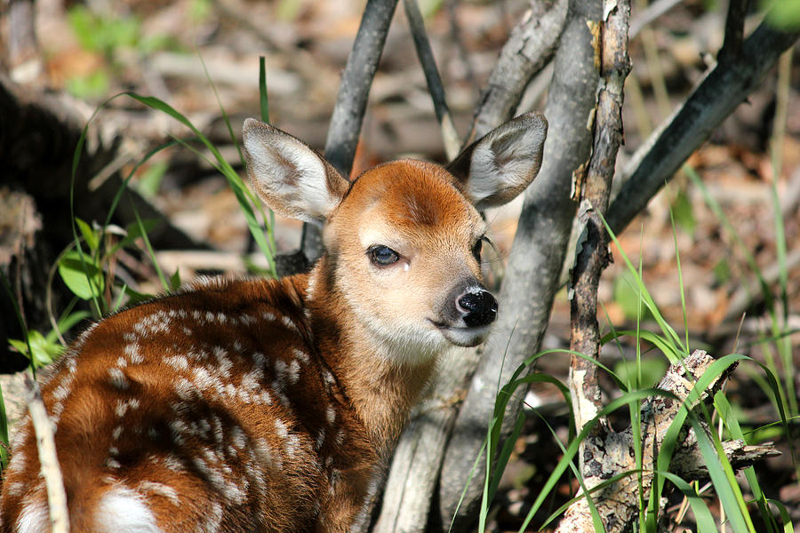 Fawn Face Photograph by Brook Burling
