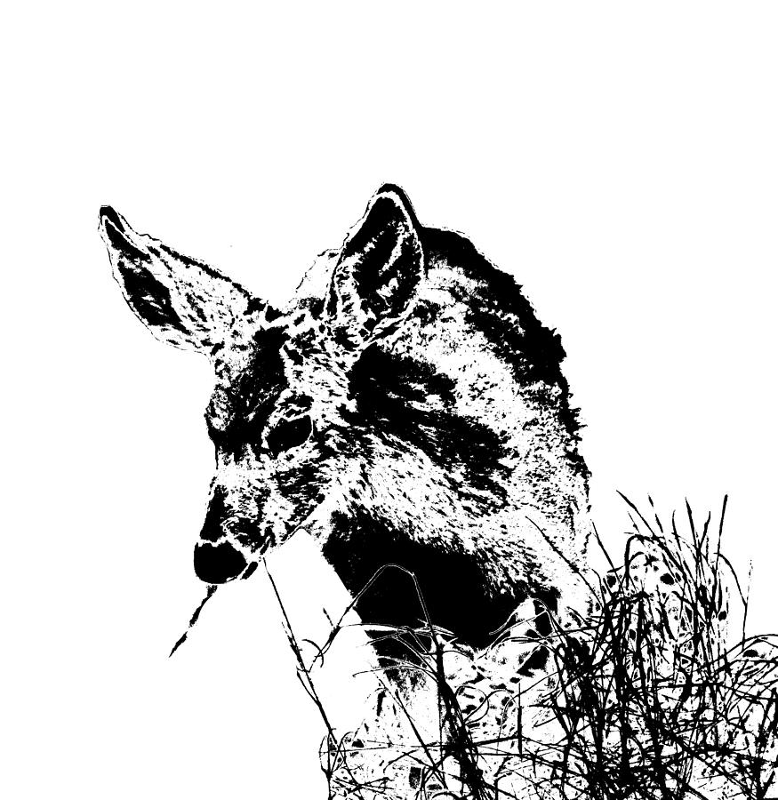 Black And White Photograph - Fawn Grazing in Black and White by Colleen Cornelius Black And White Photograph - Fawn Grazing in Black and White by Colleen Cornelius