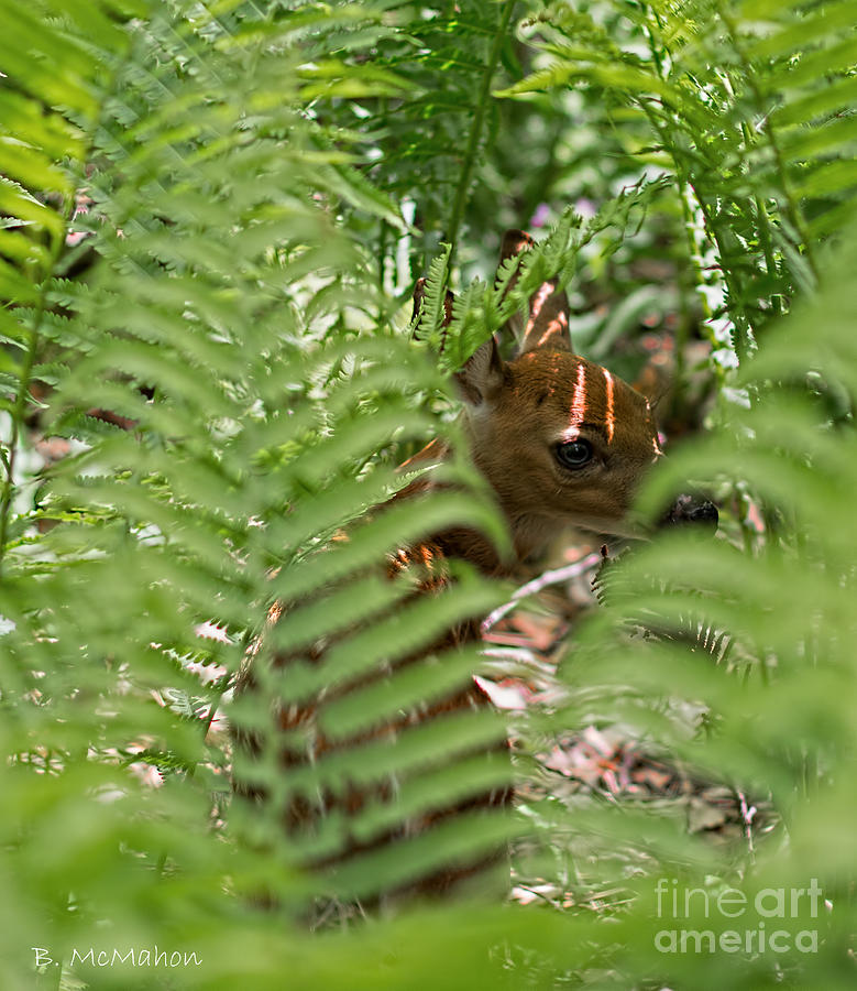 Fawn Hiding in Ostrich Fern Photograph by Barbara McMahon
