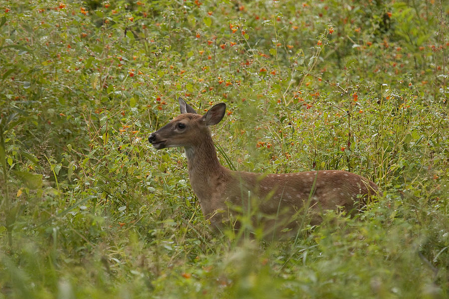 Fawn In A Field Of Flowers Photograph By Tina B Hamilton Fine Art America 