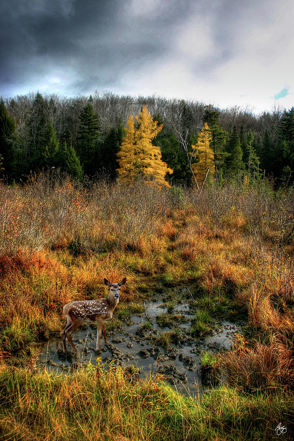 Fawn in a Larch Wallow Photograph by Wayne King