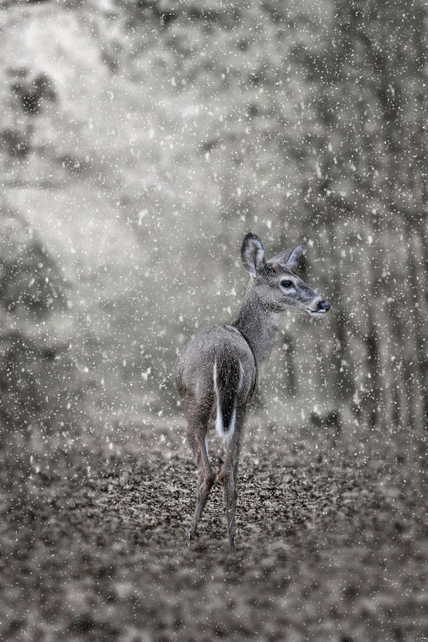 Fawn In A Snow Storm Photograph by Jai Johnson