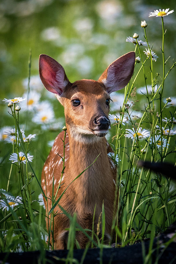 Fawn In Daisies Photograph by Paul Freidlund