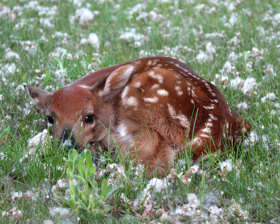 Fawn In Fuzzies Photograph by Brook Burling