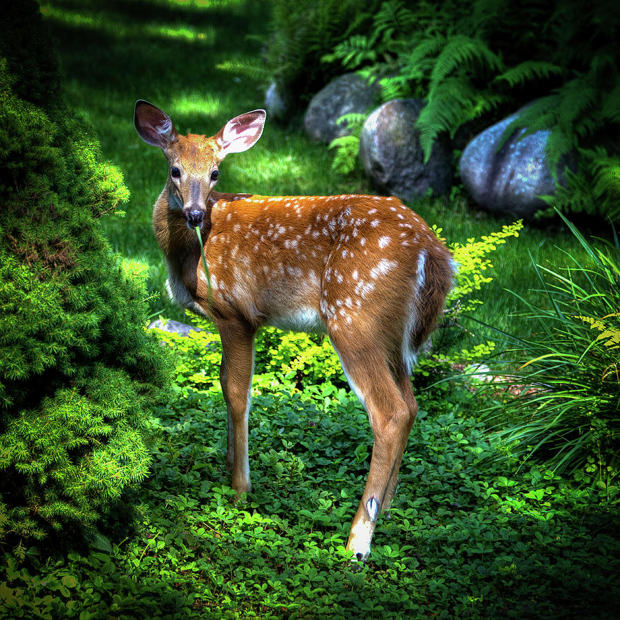 Wildlife Photograph - Fawn in the Garden by David Patterson