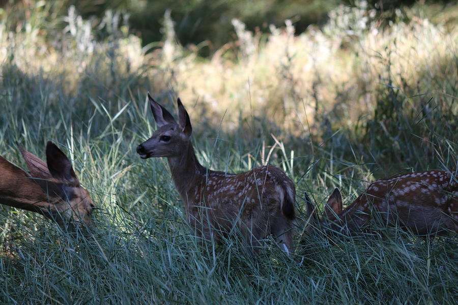 Fawn in the Grass  Photograph by Christy Pooschke