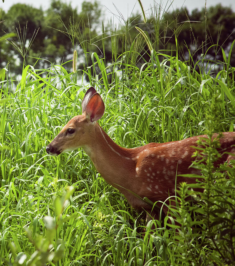 Fawn in the Meadow Photograph by Virginia Folkman