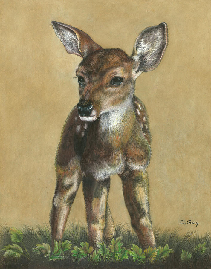 Fawn in the Morning Drawing by Carol Gray Fine Art America