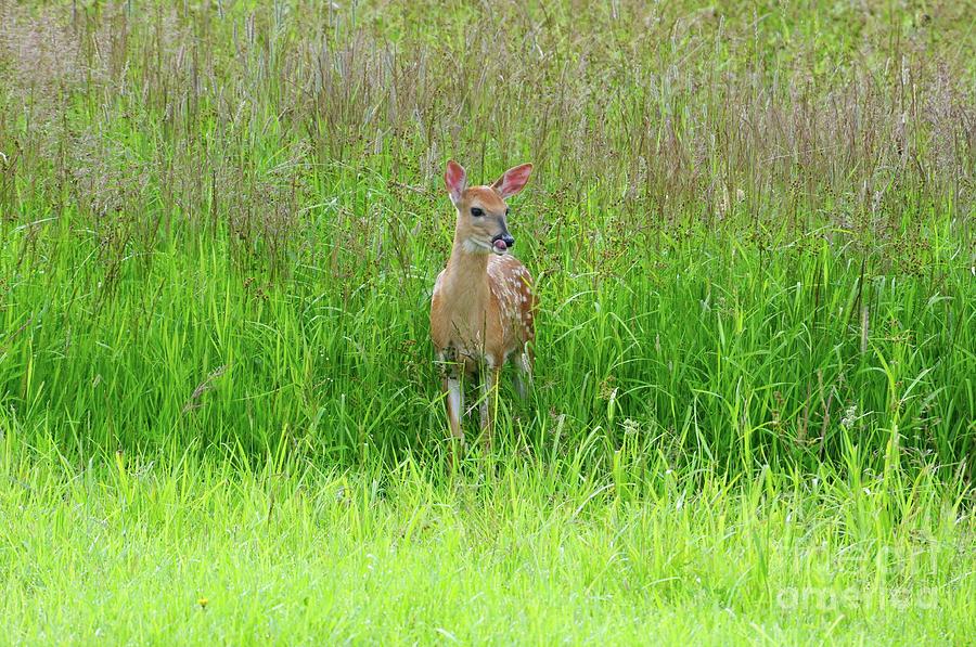 Fawn in the tall grass Photograph by Sandra Updyke
