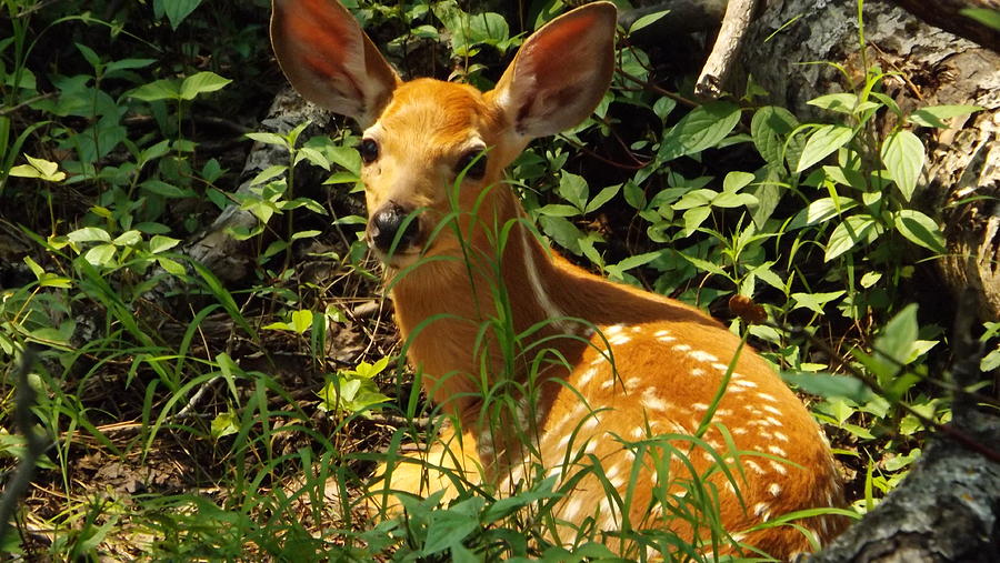 Deer Photograph - Fawn In The Woods by Dennis Pintoski