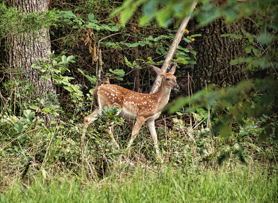 Fawn In The Woods by Rick Friedle Fawn In The Woods by Rick Friedle
