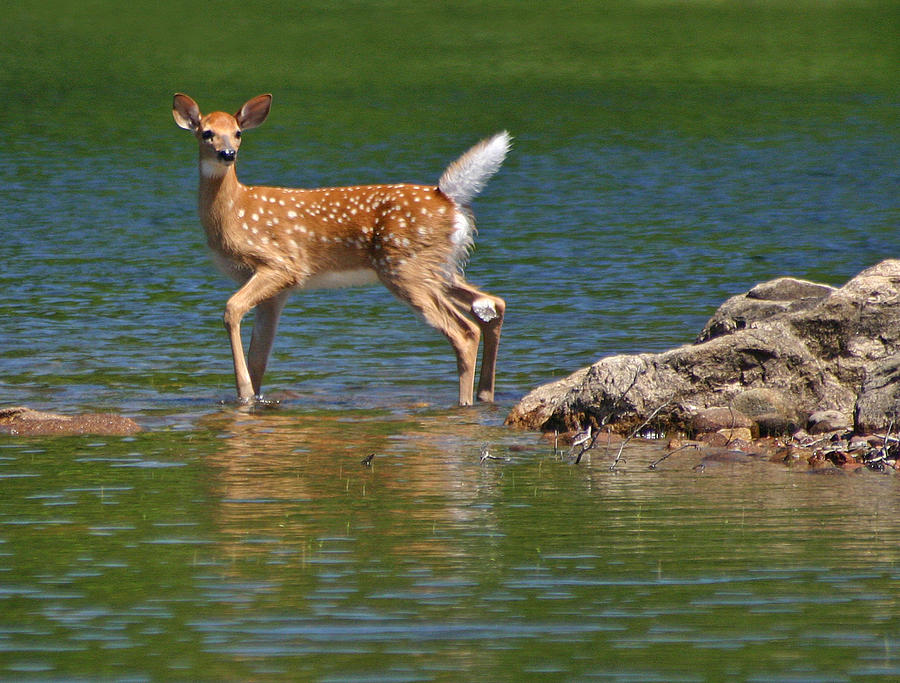 Fawn in Water Photograph by Brook Burling