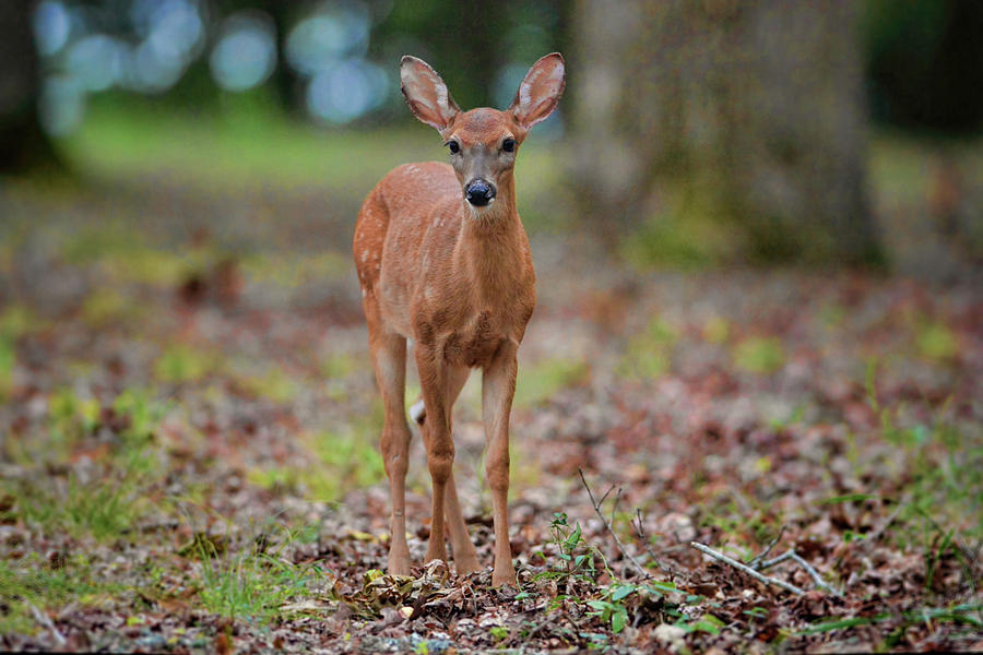 Deer Photograph - Fawn in woods at Shiloh National Military Park by WildBird Photographs Deer Photograph - Fawn in woods at Shiloh National Military Park by WildBird Photographs
