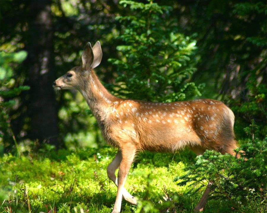 Deer Photograph - Fawn in Woods by Perspective Imagery Deer Photograph - Fawn in Woods by Perspective Imagery