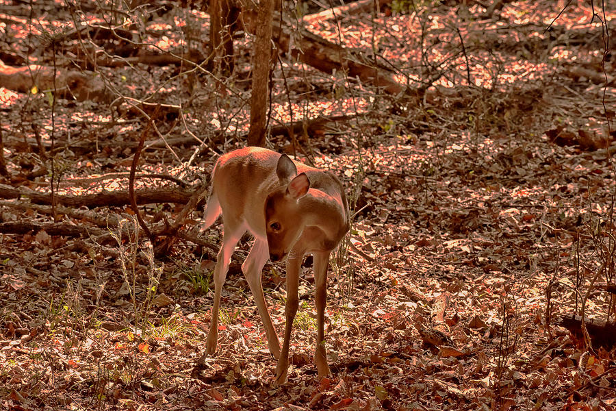 Fawn In Woods Photograph