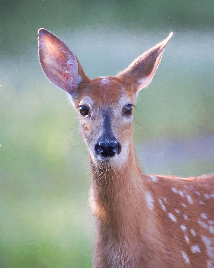 Fawn Photograph by Jack Bell