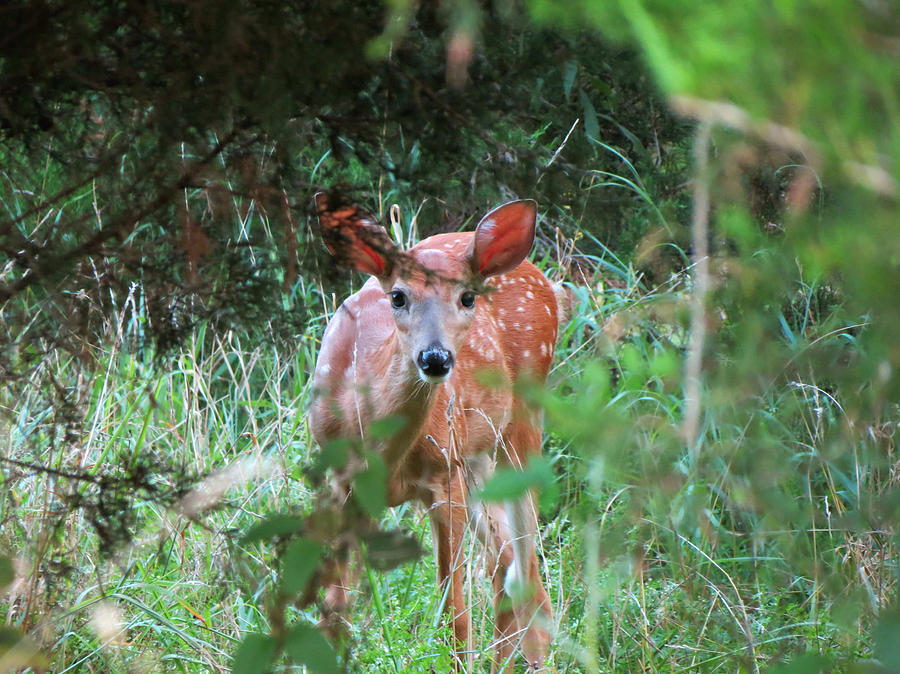 Fawn Photograph by Jennifer Thorpe | Fine Art America