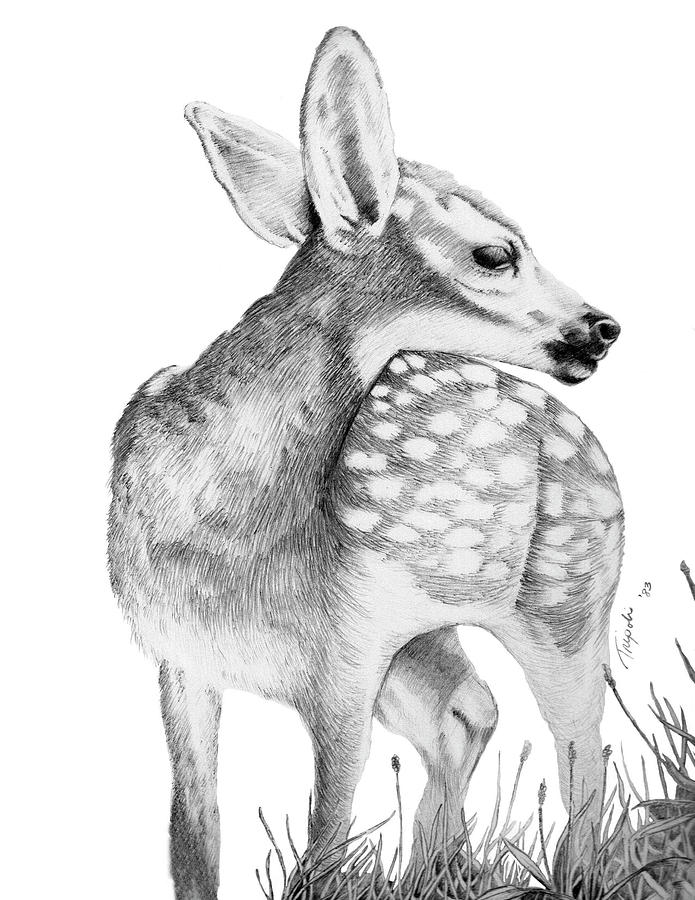 Fawn Drawing by Lawrence Tripoli