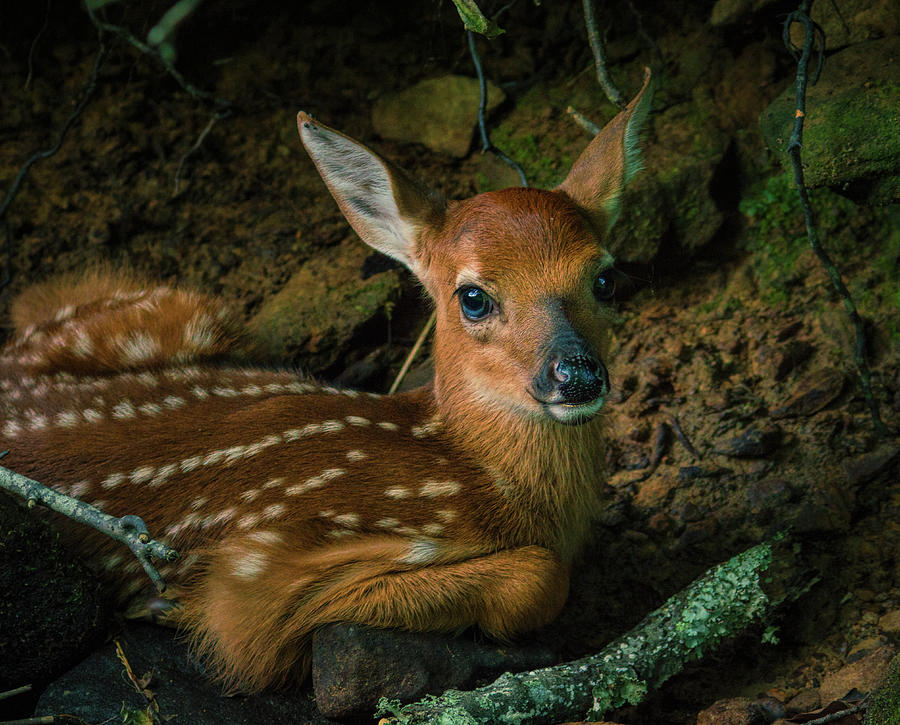 Fawn Photograph by Lena Auxier