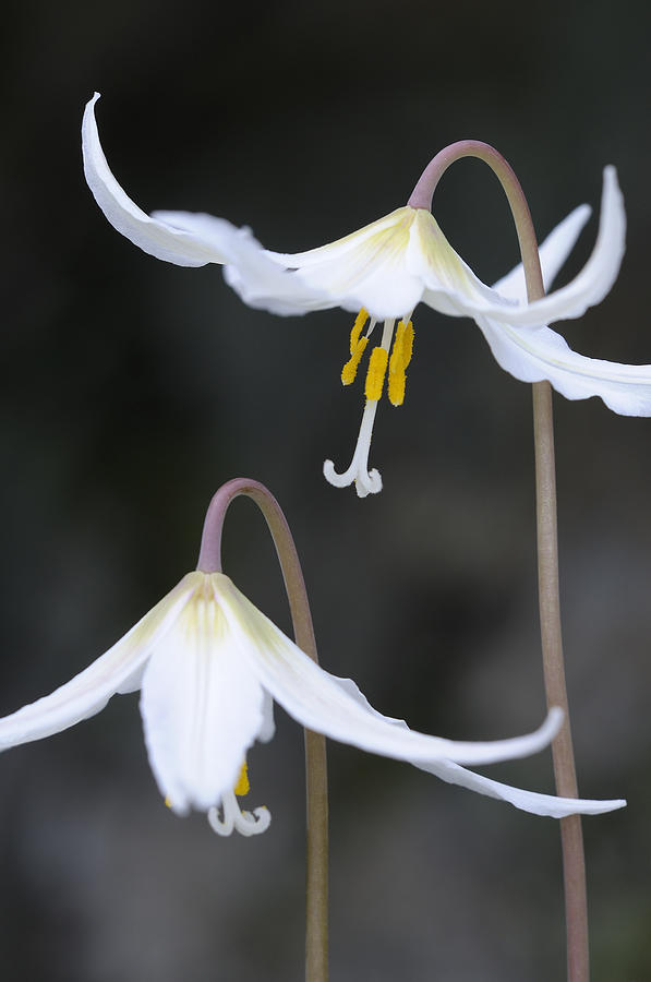 Fawn Lily at Roesland Photograph by Kevin Oke