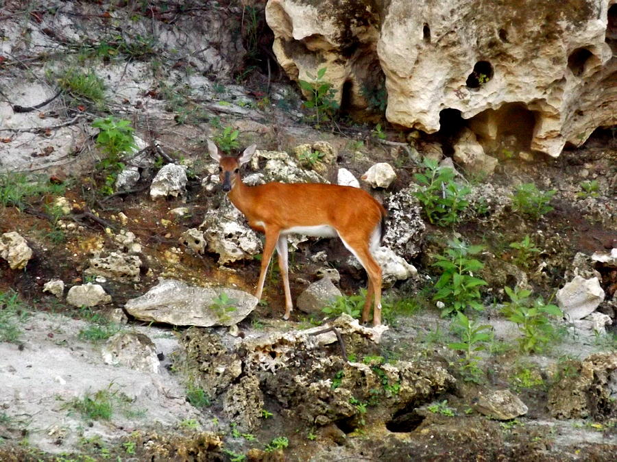 Fawn on the rocky shore Photograph by Julie Pappas