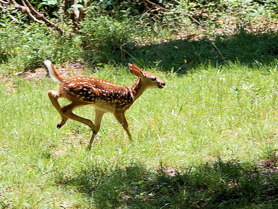 Fawn Playing Photograph By Stephanie Turiano 