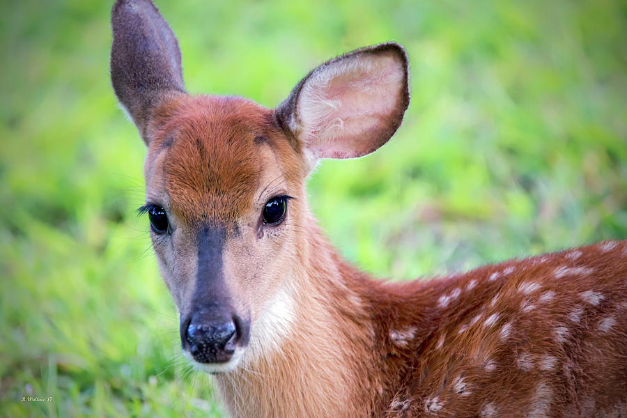 Fawn Portrait Photograph by Brian Wallace