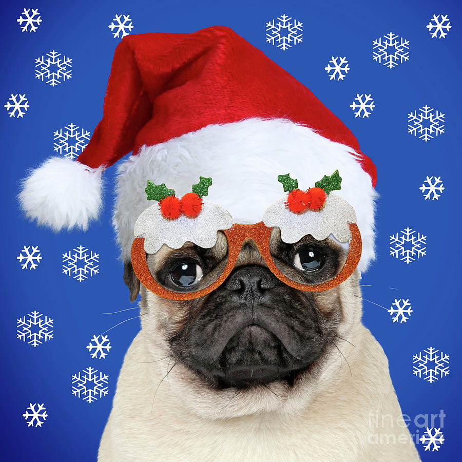 Fawn pug wearing Christmas hat and glasses Photograph by Mary Evans ...